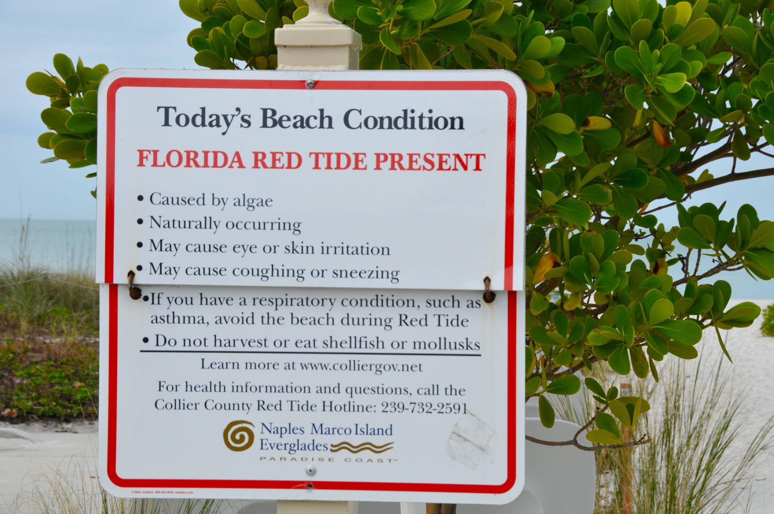 Major Red Tide Hits Florida Beaches Athens Science Observer