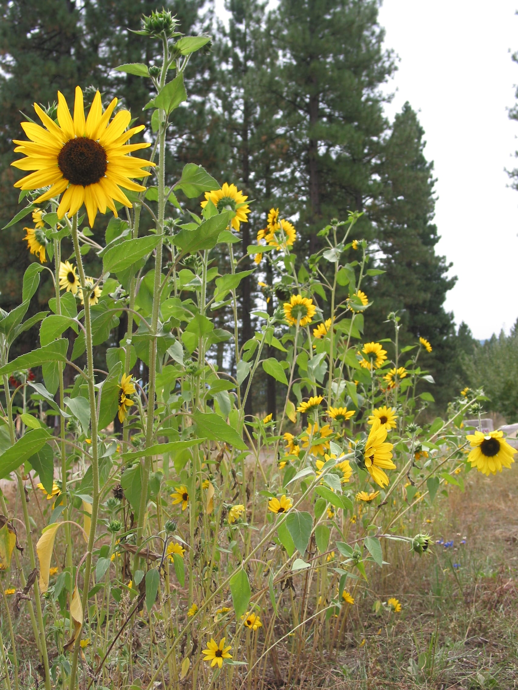 Bright Yellow Sunflower Fields in Ohio 1 2276076157 6f9d67ea51 o