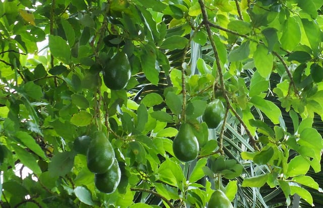 avacados