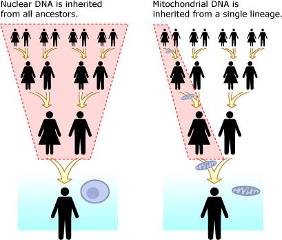 mitochondial DNA is inherited from the mother, versus nuclear DNA which comes from both parents
