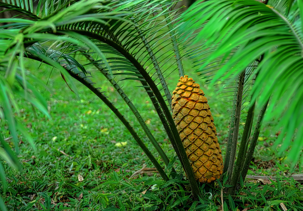 Image of a cycad