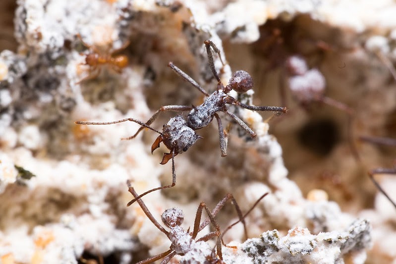 Image of a leaf-cutter ant with colonies of antifungal-producing bacteria growing on body