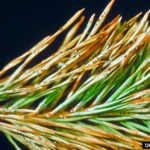 pine needles that turn to brown along the tips with small growths along the needles