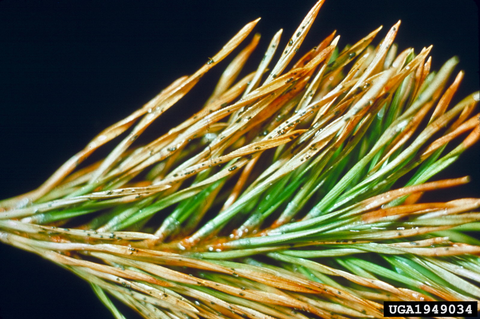 pine needles that turn to brown along the tips with small growths along the needles